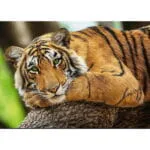 Trefl 37397T Пазл Тигр, 500 деталей